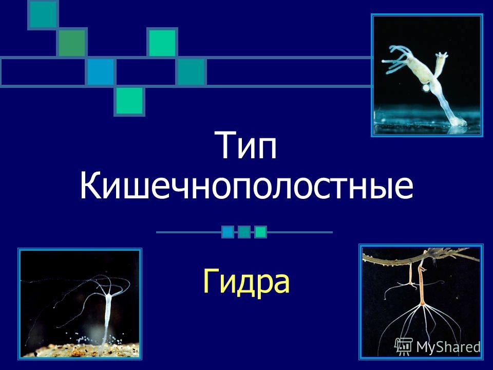 Кракен сайт ссылки актуальные